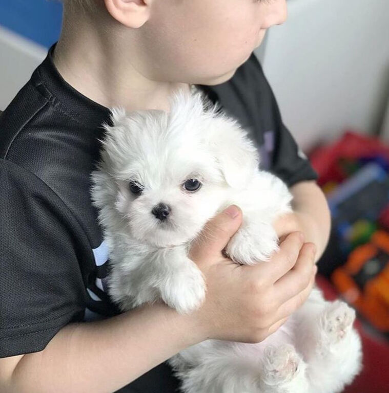 5318521  in regalo Cuccioli di Maltese